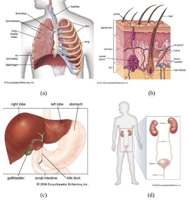 Organ-Organ dalam Sistem Ekskresi Manusia