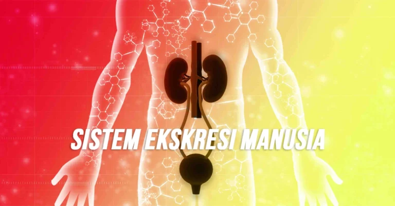 Sistem Ekskresi Manusia